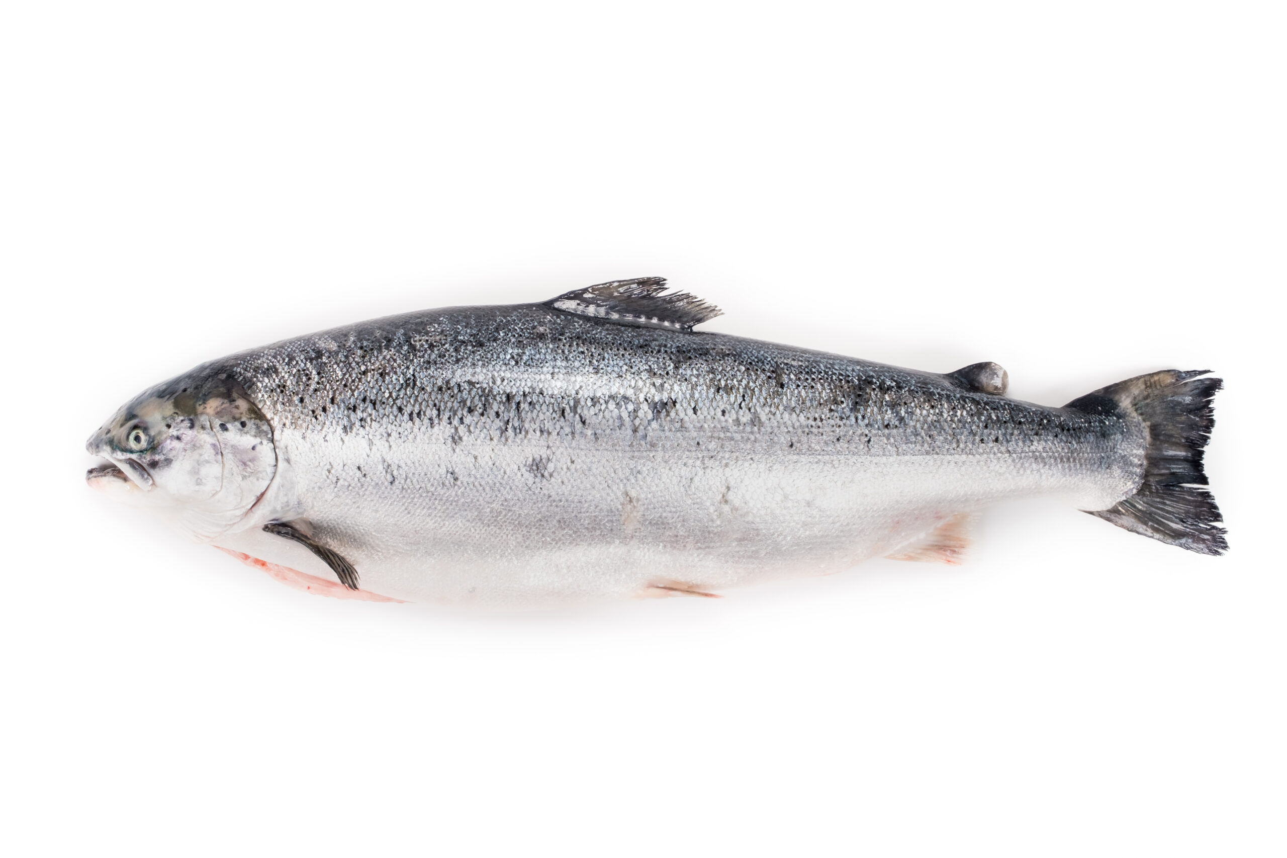 Norwegian Trout Superior - Ummar